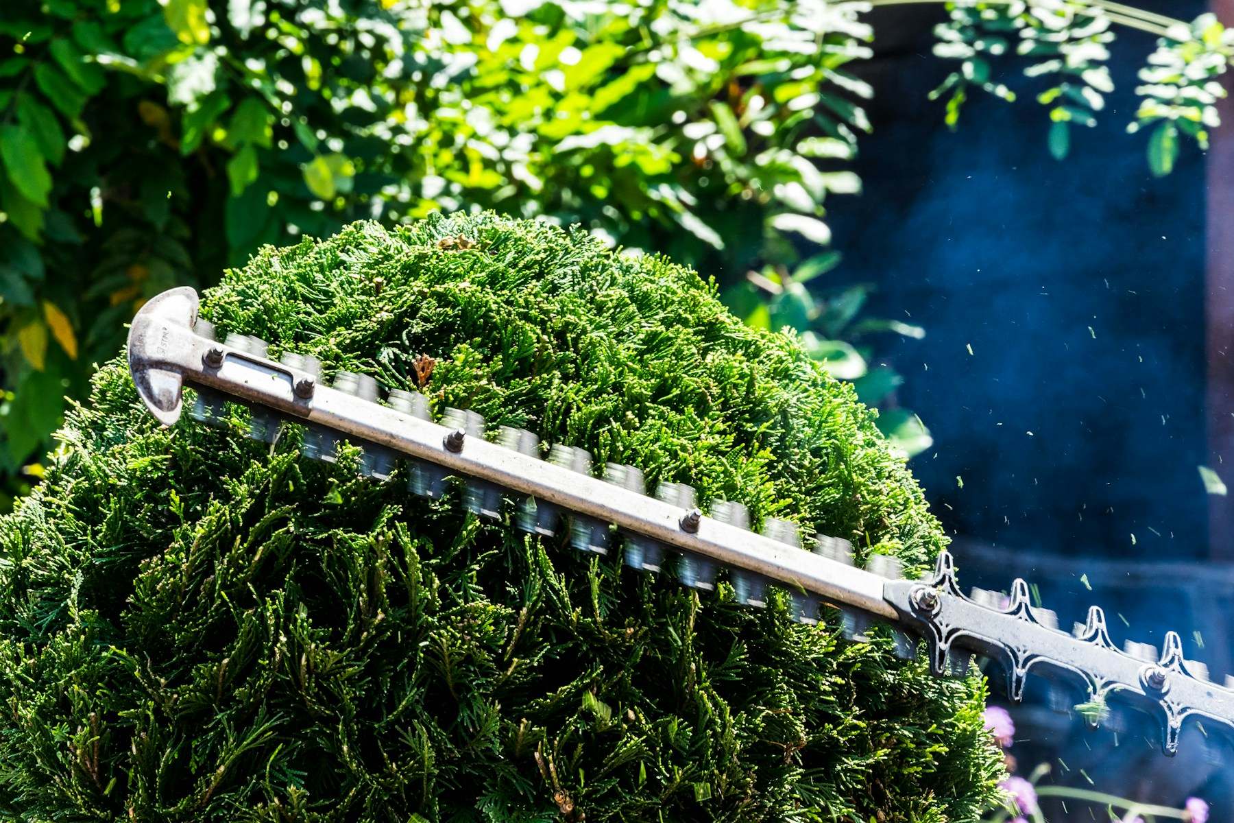 Heckenschere schneidet eine dichte Hecke in Form