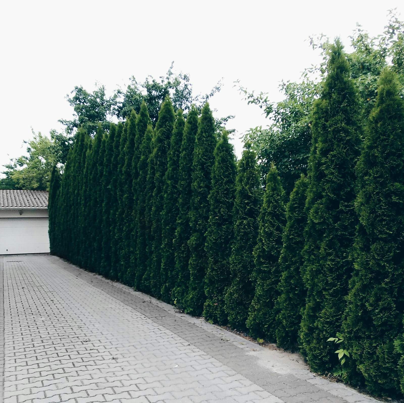 Hohe, frisch geschnittene Hecke neben einer gepflasterten Einfahrt